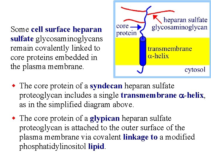 Some cell surface heparan sulfate glycosaminoglycans remain covalently linked to core proteins embedded in