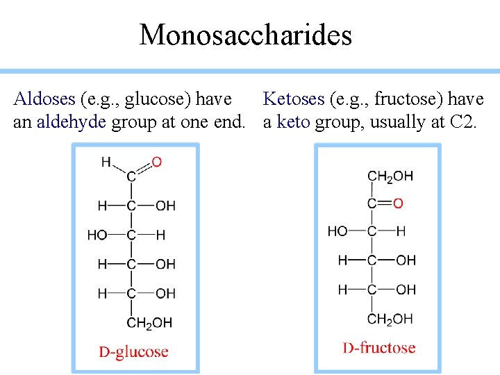 Monosaccharides Aldoses (e. g. , glucose) have Ketoses (e. g. , fructose) have an