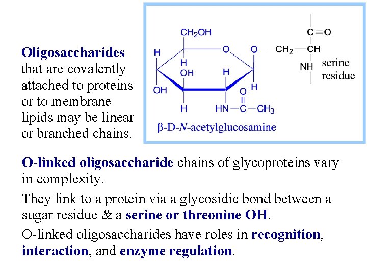 Oligosaccharides that are covalently attached to proteins or to membrane lipids may be linear