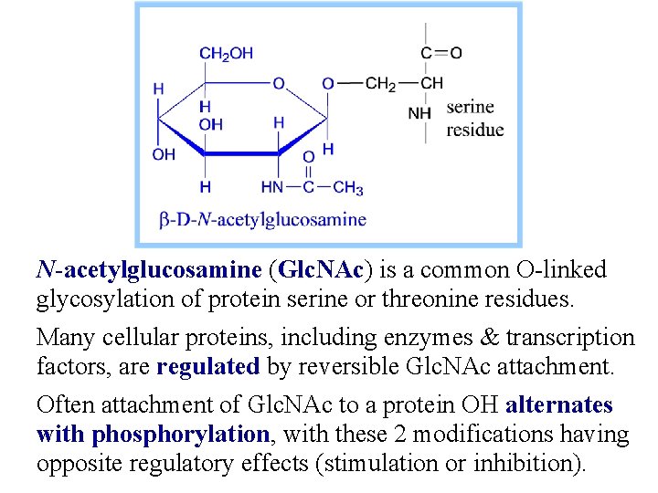 N-acetylglucosamine (Glc. NAc) is a common O-linked glycosylation of protein serine or threonine residues.