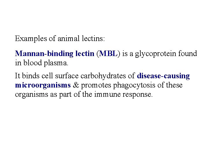 Examples of animal lectins: Mannan-binding lectin (MBL) is a glycoprotein found in blood plasma.