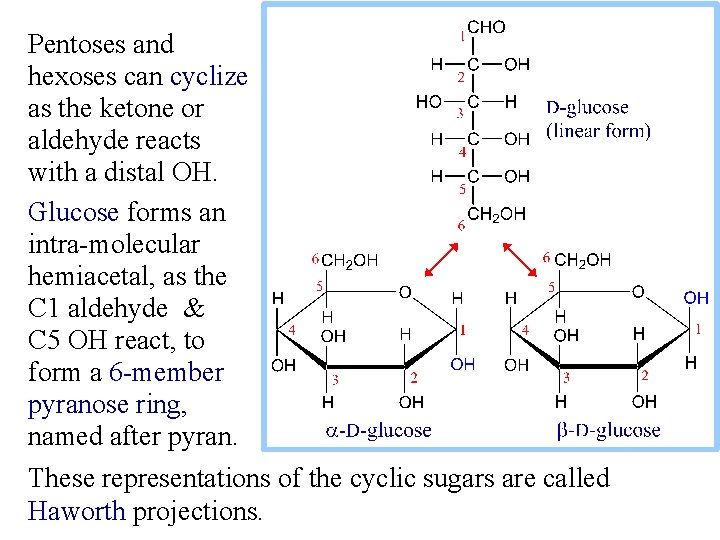 Pentoses and hexoses can cyclize as the ketone or aldehyde reacts with a distal