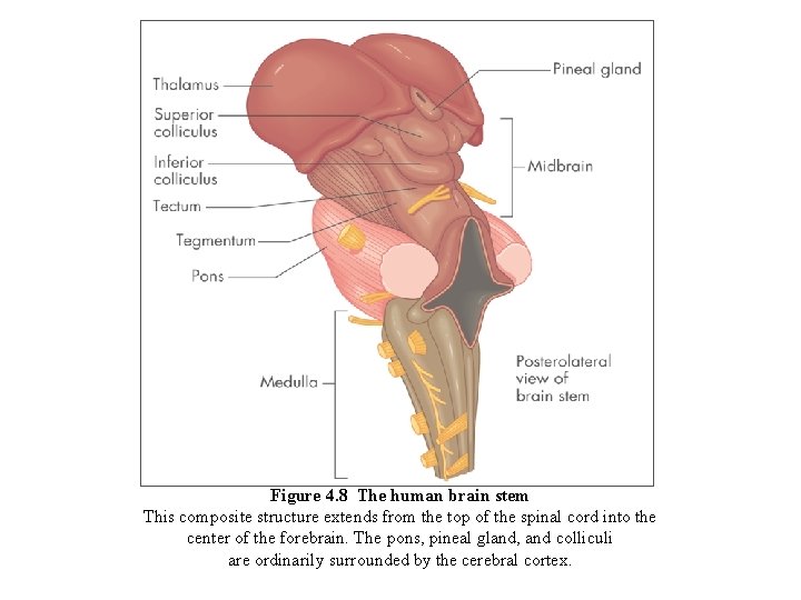 Figure 4. 8 The human brain stem This composite structure extends from the top
