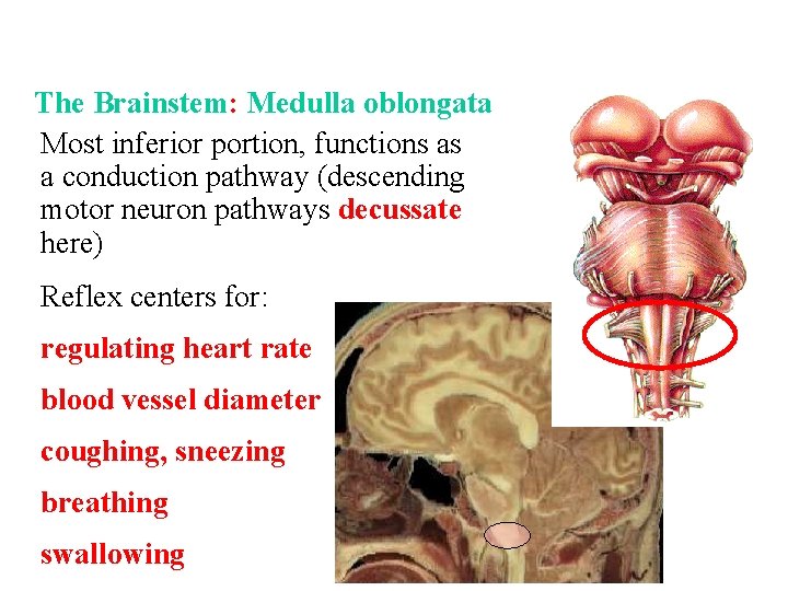 The Brainstem: Medulla oblongata Most inferior portion, functions as a conduction pathway (descending motor