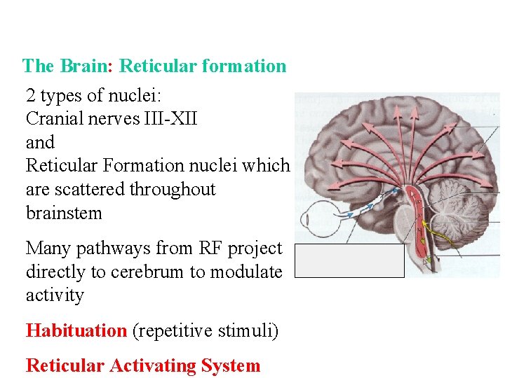 The Brain: Reticular formation 2 types of nuclei: Cranial nerves III-XII and Reticular Formation