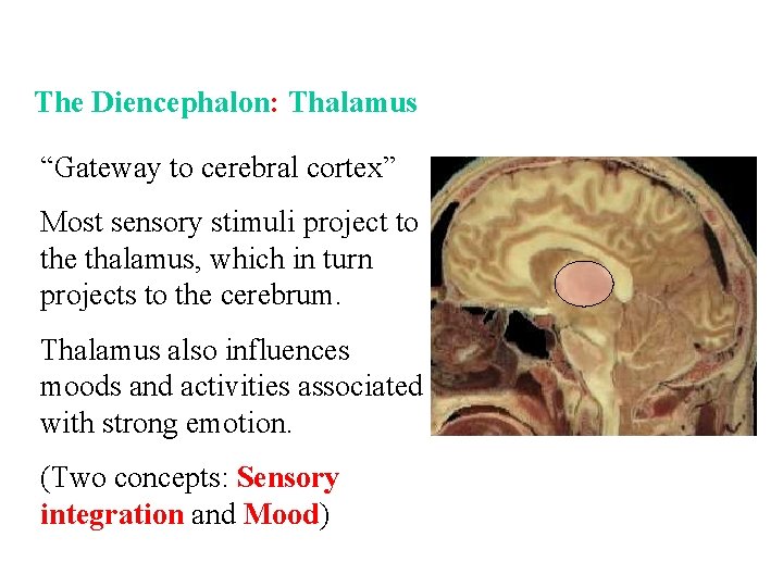 The Diencephalon: Thalamus “Gateway to cerebral cortex” Most sensory stimuli project to the thalamus,