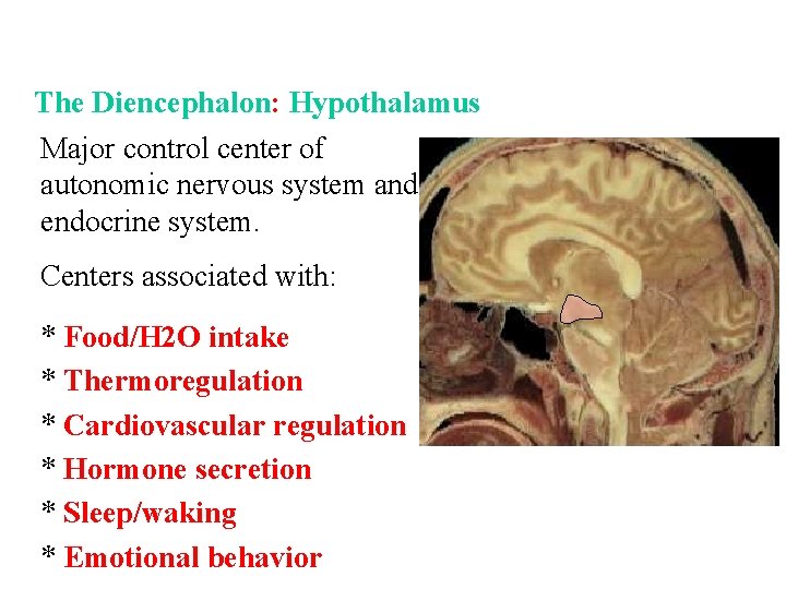 The Diencephalon: Hypothalamus Major control center of autonomic nervous system and endocrine system. Centers