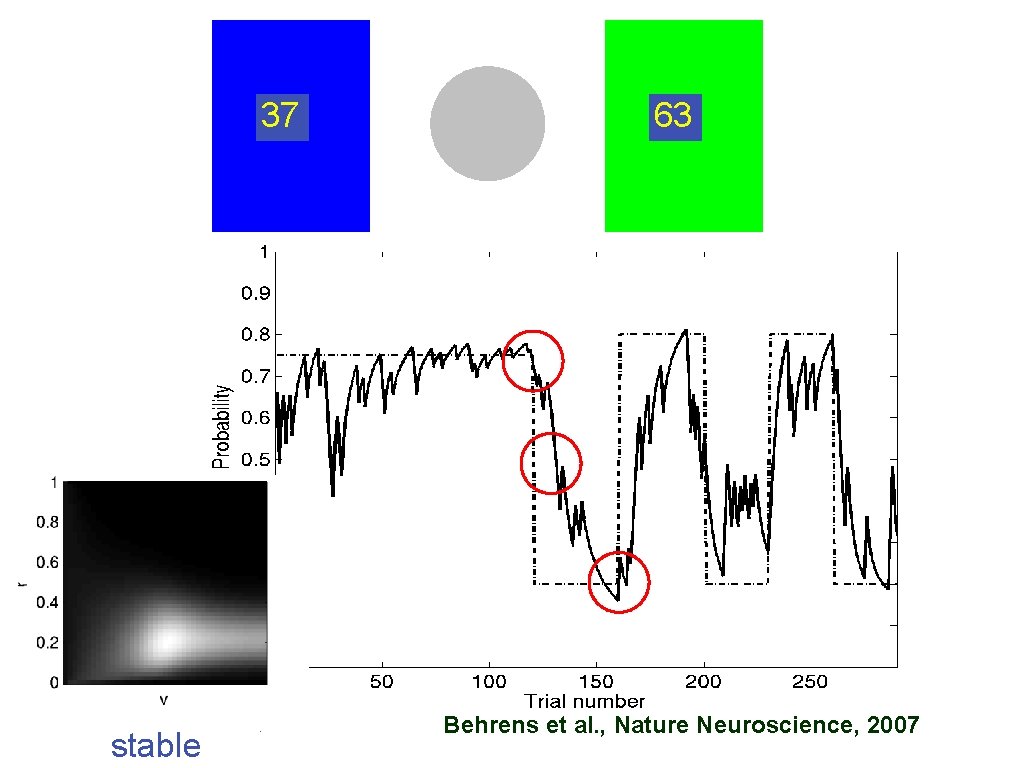 37 stable 63 Behrens et al. , Nature Neuroscience, 2007 