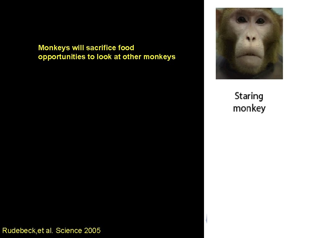 Monkeys will sacrifice food opportunities to look at other monkeys ACCG Rudebeck, et al.