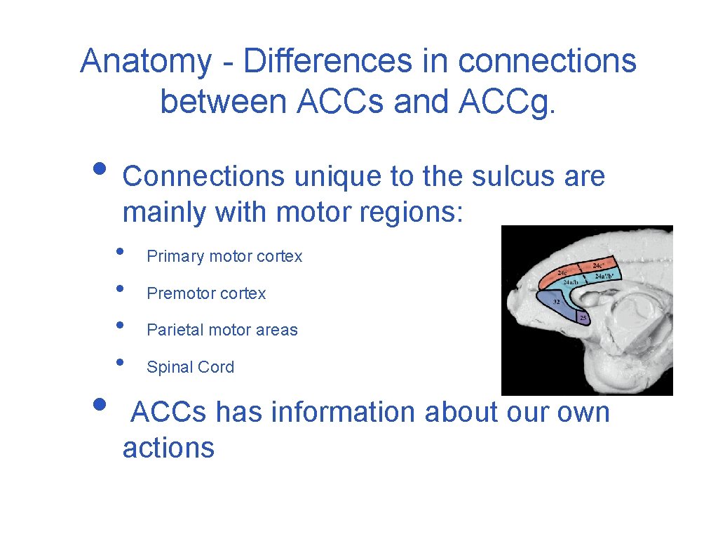 Anatomy - Differences in connections between ACCs and ACCg. • Connections unique to the