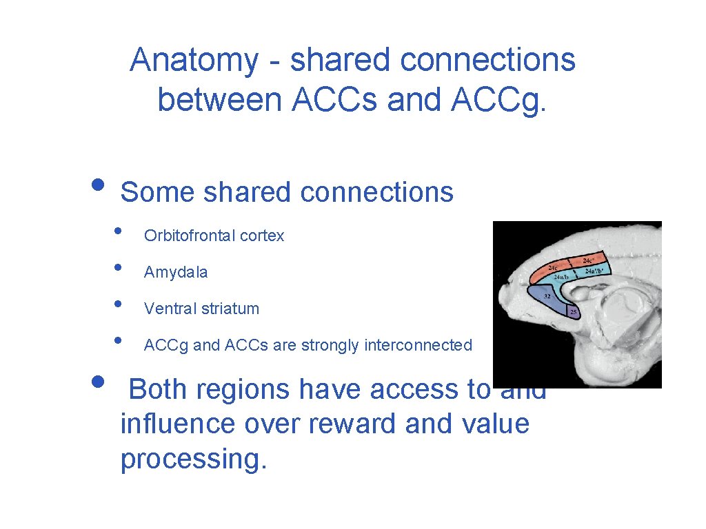 Anatomy - shared connections between ACCs and ACCg. • Some shared connections • •