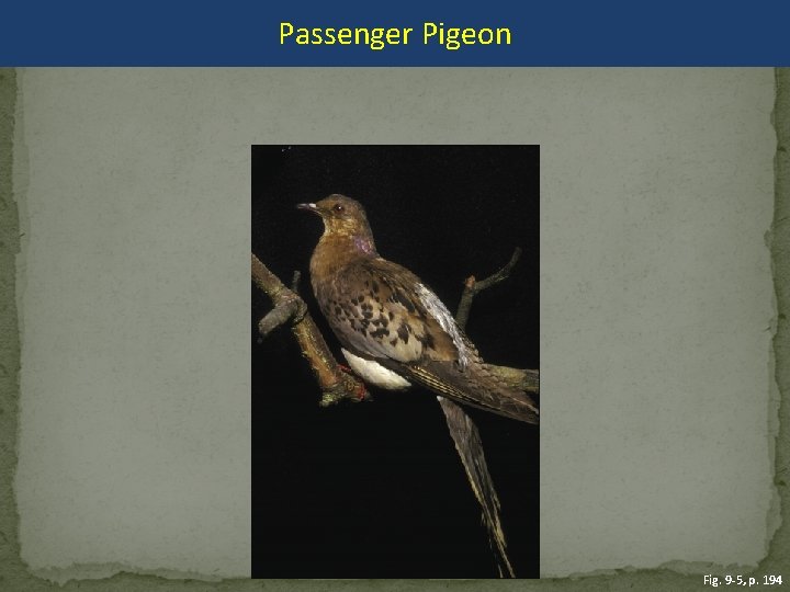 Passenger Pigeon Fig. 9 -5, p. 194 
