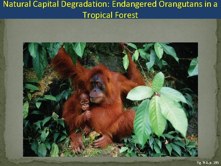 Natural Capital Degradation: Endangered Orangutans in a Tropical Forest Fig. 9 -6, p. 195