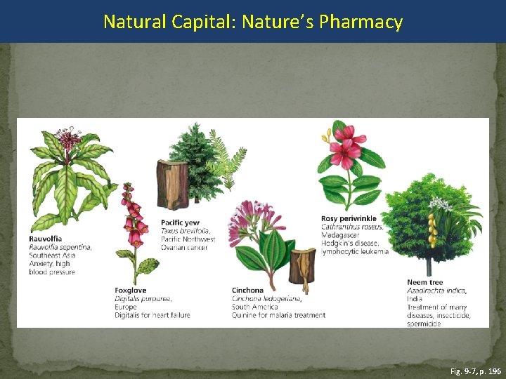 Natural Capital: Nature’s Pharmacy Fig. 9 -7, p. 196 