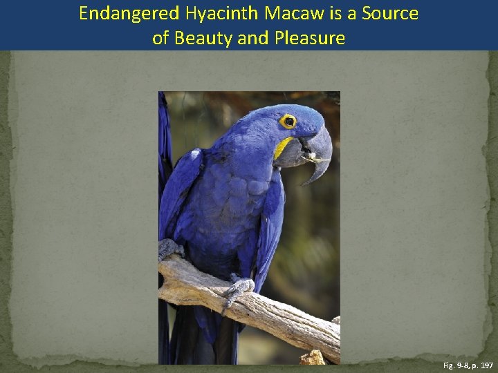 Endangered Hyacinth Macaw is a Source of Beauty and Pleasure Fig. 9 -8, p.