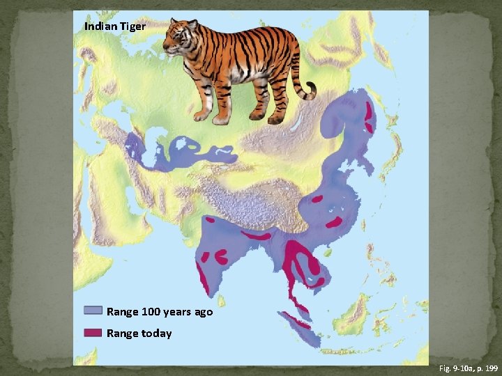 Indian Tiger Range 100 years ago Range today Fig. 9 -10 a, p. 199