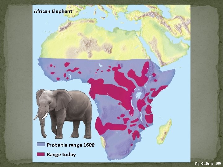 African Elephant Probable range 1600 Range today Fig. 9 -10 c, p. 199 