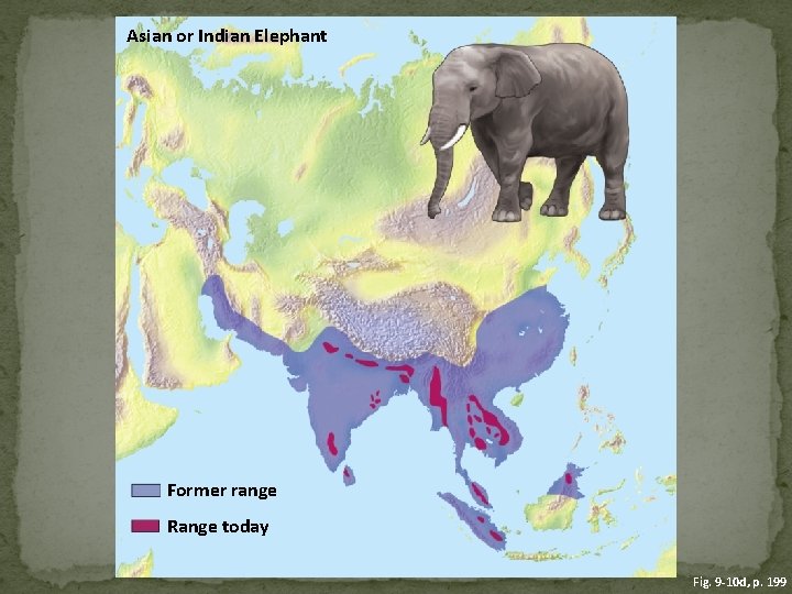 Asian or Indian Elephant Former range Range today Fig. 9 -10 d, p. 199