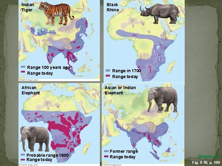 Indian Tiger Range 100 years ago Range today African Elephant Probable range 1600 Range