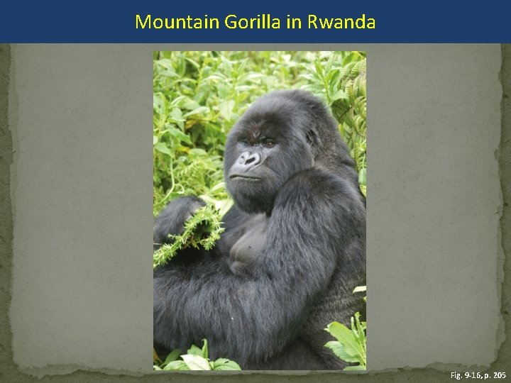 Mountain Gorilla in Rwanda Fig. 9 -16, p. 205 