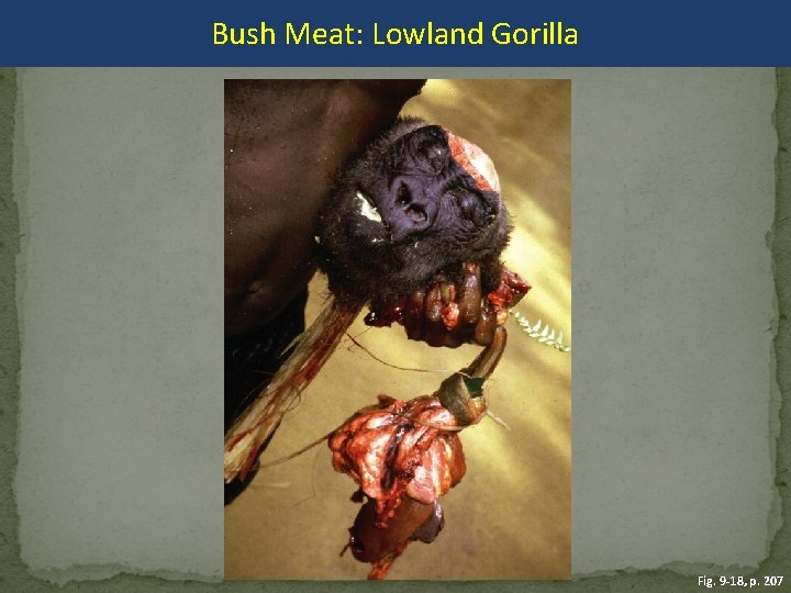 Bush Meat: Lowland Gorilla Fig. 9 -18, p. 207 