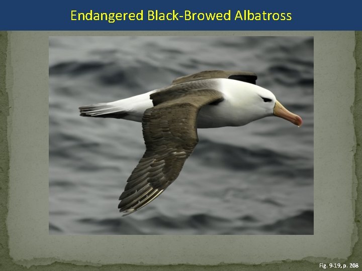 Endangered Black-Browed Albatross Fig. 9 -19, p. 208 