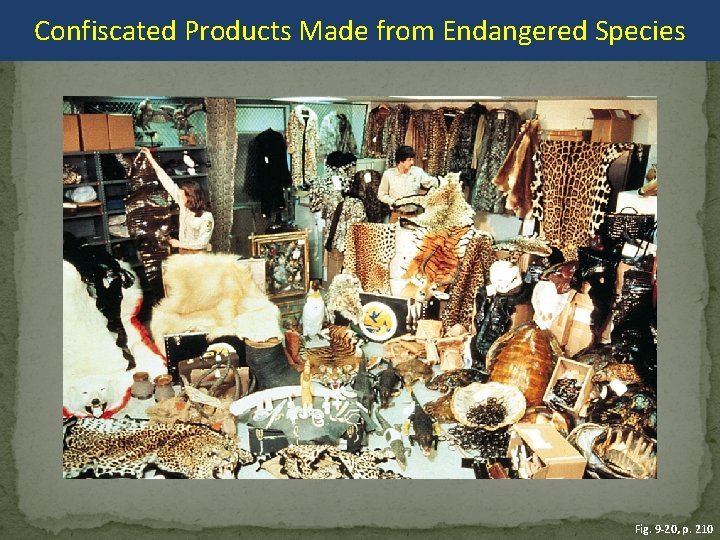 Confiscated Products Made from Endangered Species Fig. 9 -20, p. 210 