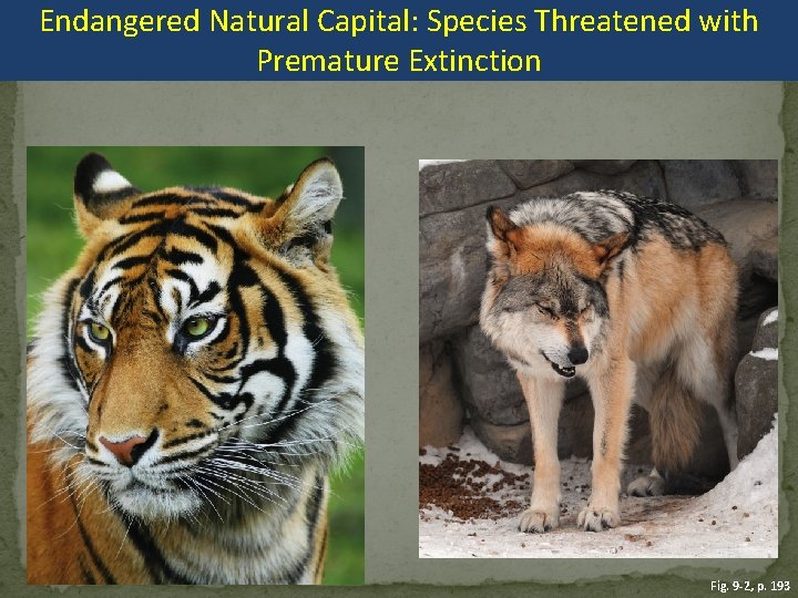 Endangered Natural Capital: Species Threatened with Premature Extinction Fig. 9 -2, p. 193 