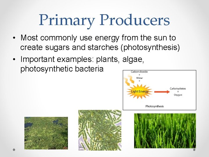 Primary Producers • Most commonly use energy from the sun to create sugars and