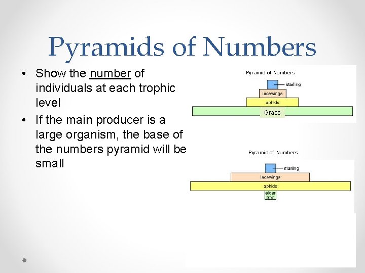 Pyramids of Numbers • Show the number of individuals at each trophic level •