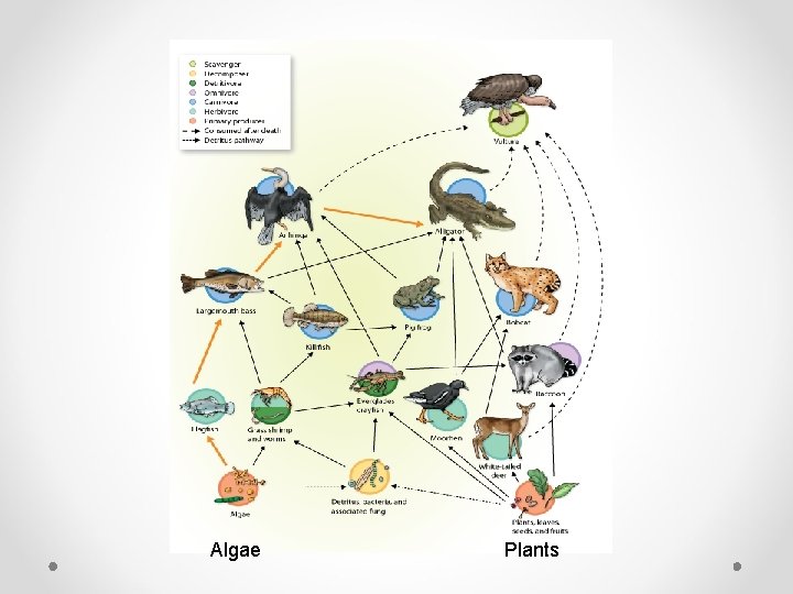 Algae Plants 