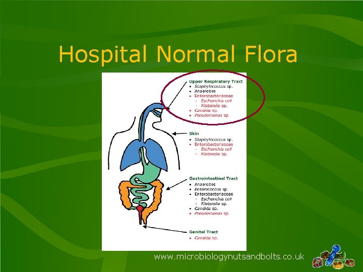 Hospital Normal Flora www. microbiologynutsandbolts. co. uk 