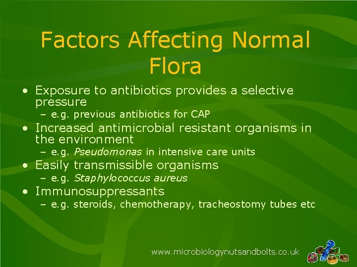 Factors Affecting Normal Flora • Exposure to antibiotics provides a selective pressure – e.