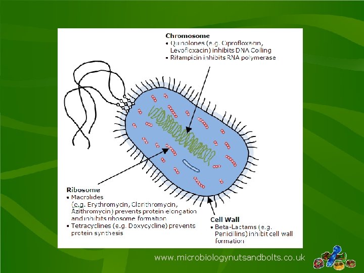 www. microbiologynutsandbolts. co. uk 