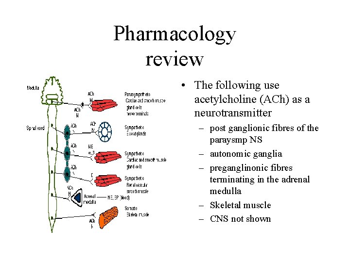 Pharmacology review • The following use acetylcholine (ACh) as a neurotransmitter – post ganglionic
