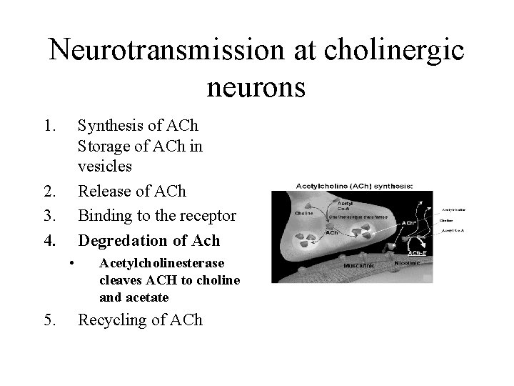 Neurotransmission at cholinergic neurons 1. Synthesis of ACh Storage of ACh in vesicles Release