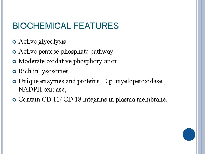 BIOCHEMICAL FEATURES Active glycolysis Active pentose phosphate pathway Moderate oxidative phosphorylation Rich in lysosomes.
