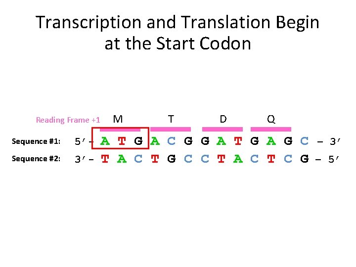 Transcription and Translation Begin at the Start Codon Reading Frame +1 Sequence #1: 5’-