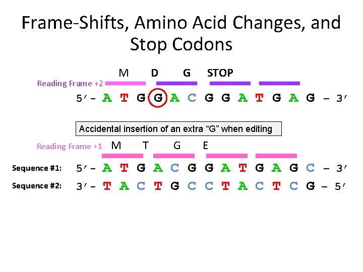 Frame-Shifts, Amino Acid Changes, and Stop Codons Reading Frame +2 5’- M D G