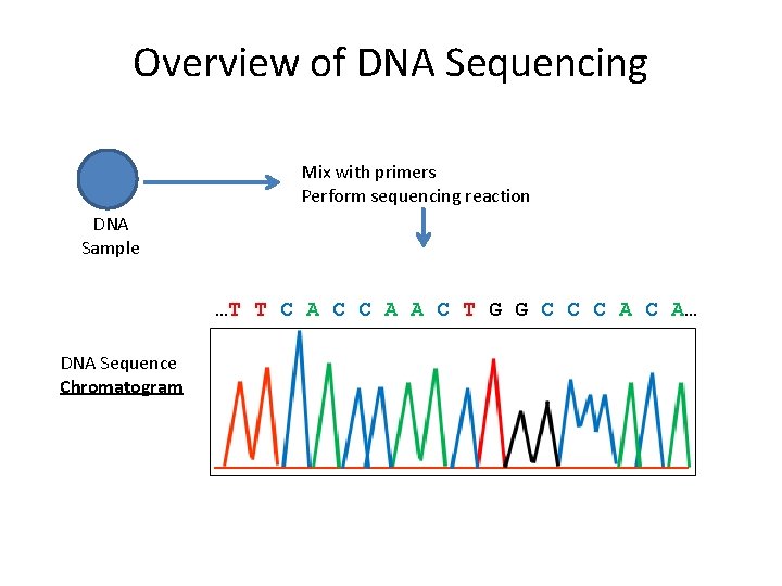 Overview of DNA Sequencing Mix with primers Perform sequencing reaction DNA Sample …T T