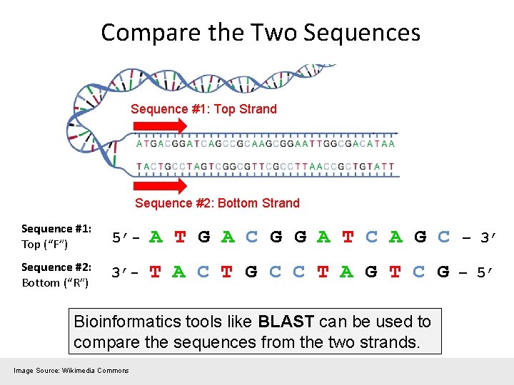 Compare the Two Sequences Sequence #1: Top Strand Sequence #2: Bottom Strand Sequence #1: