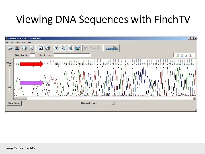 Viewing DNA Sequences with Finch. TV Image Source: Finch. TV 