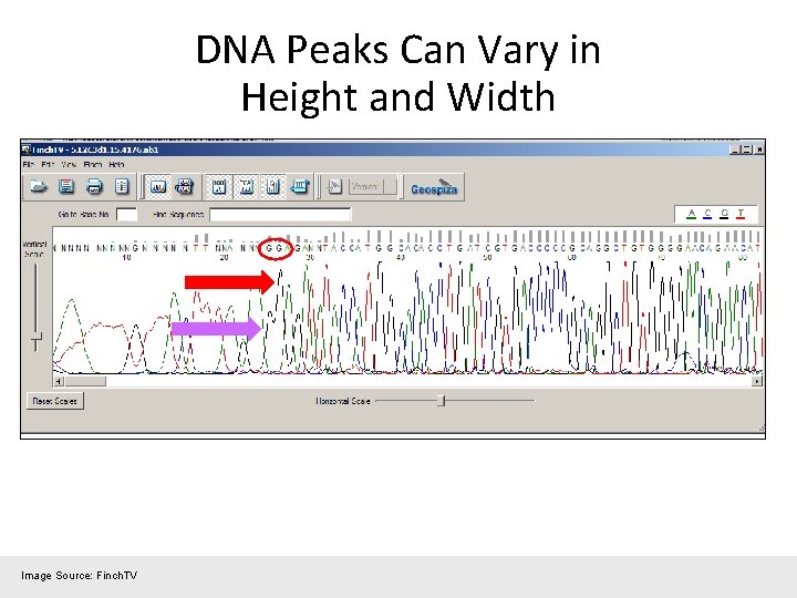 DNA Peaks Can Vary in Height and Width Image Source: Finch. TV 