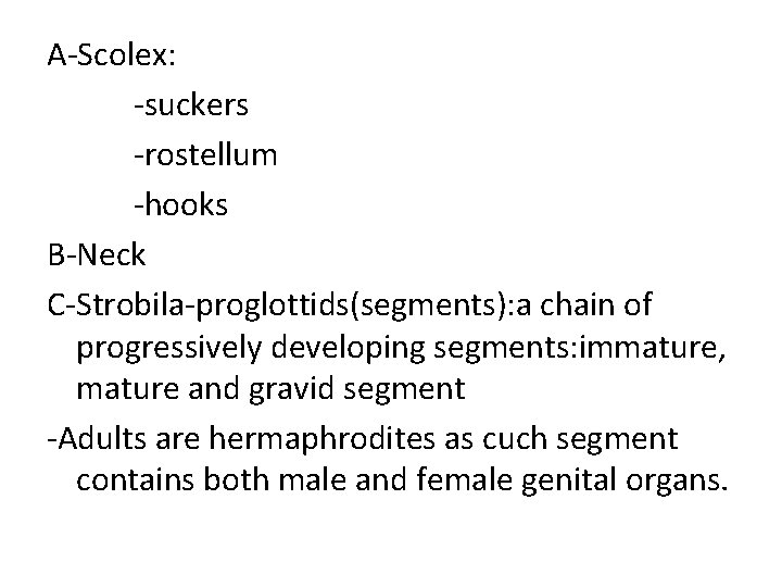 A-Scolex: -suckers -rostellum -hooks B-Neck C-Strobila-proglottids(segments): a chain of progressively developing segments: immature, mature