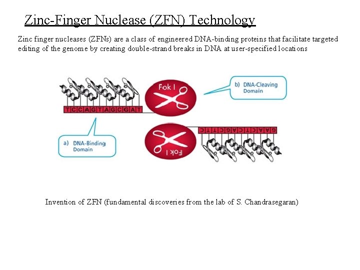 Zinc-Finger Nuclease (ZFN) Technology Zinc finger nucleases (ZFNs) are a class of engineered DNA-binding