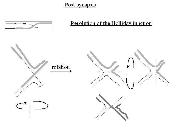 Post-synapsis Resolution of the Holliday junction rotation 