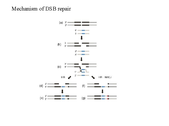 Mechanism of DSB repair 