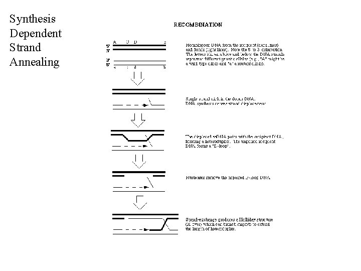 Synthesis Dependent Strand Annealing 