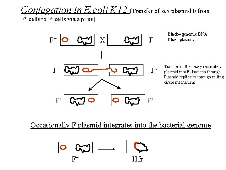 Conjugation in E. coli K 12 (Transfer of sex plasmid F from F+ cells