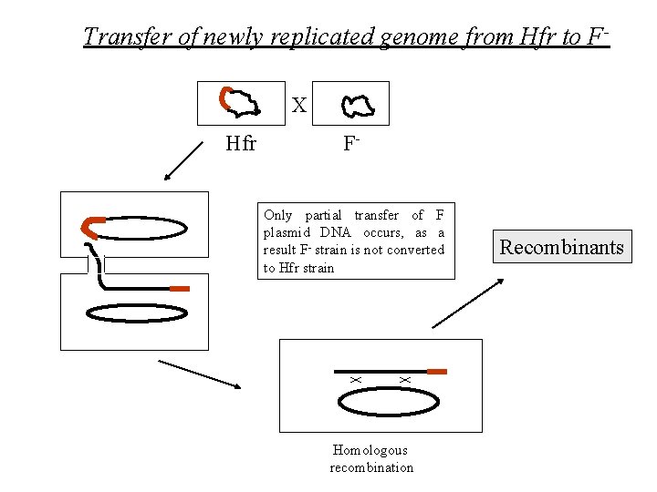 Transfer of newly replicated genome from Hfr to FX Hfr FOnly partial transfer of